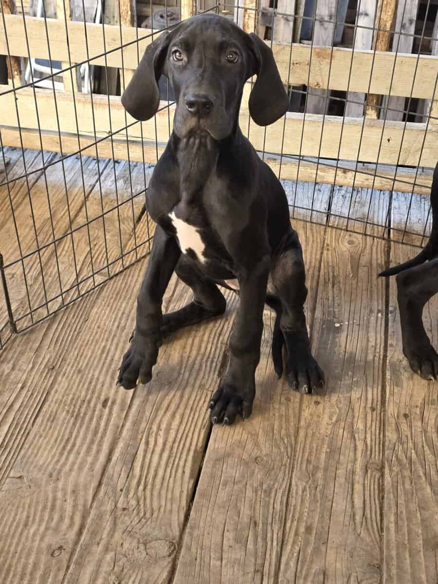 Great Dane puppies image 3