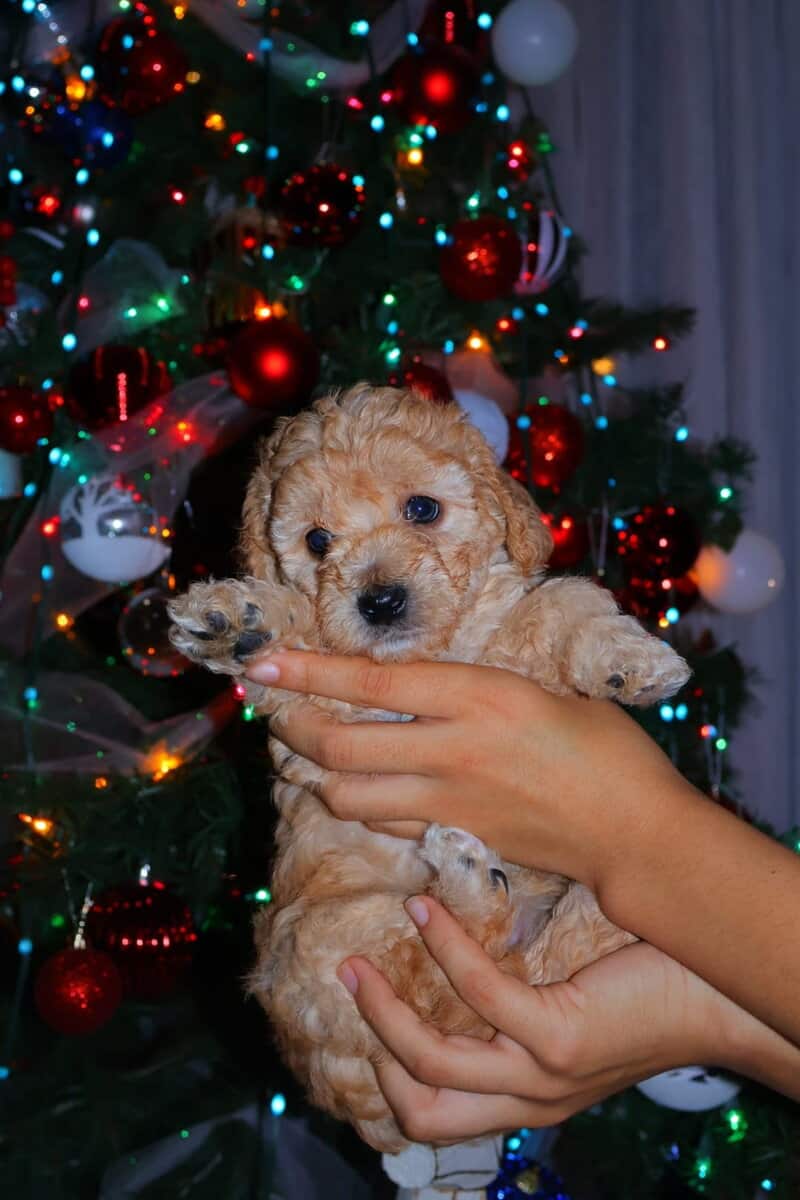 Baby boy image 2
