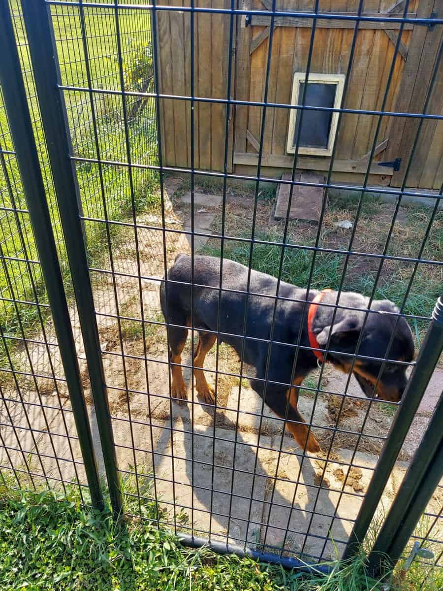 Akc Rottweiler image 4