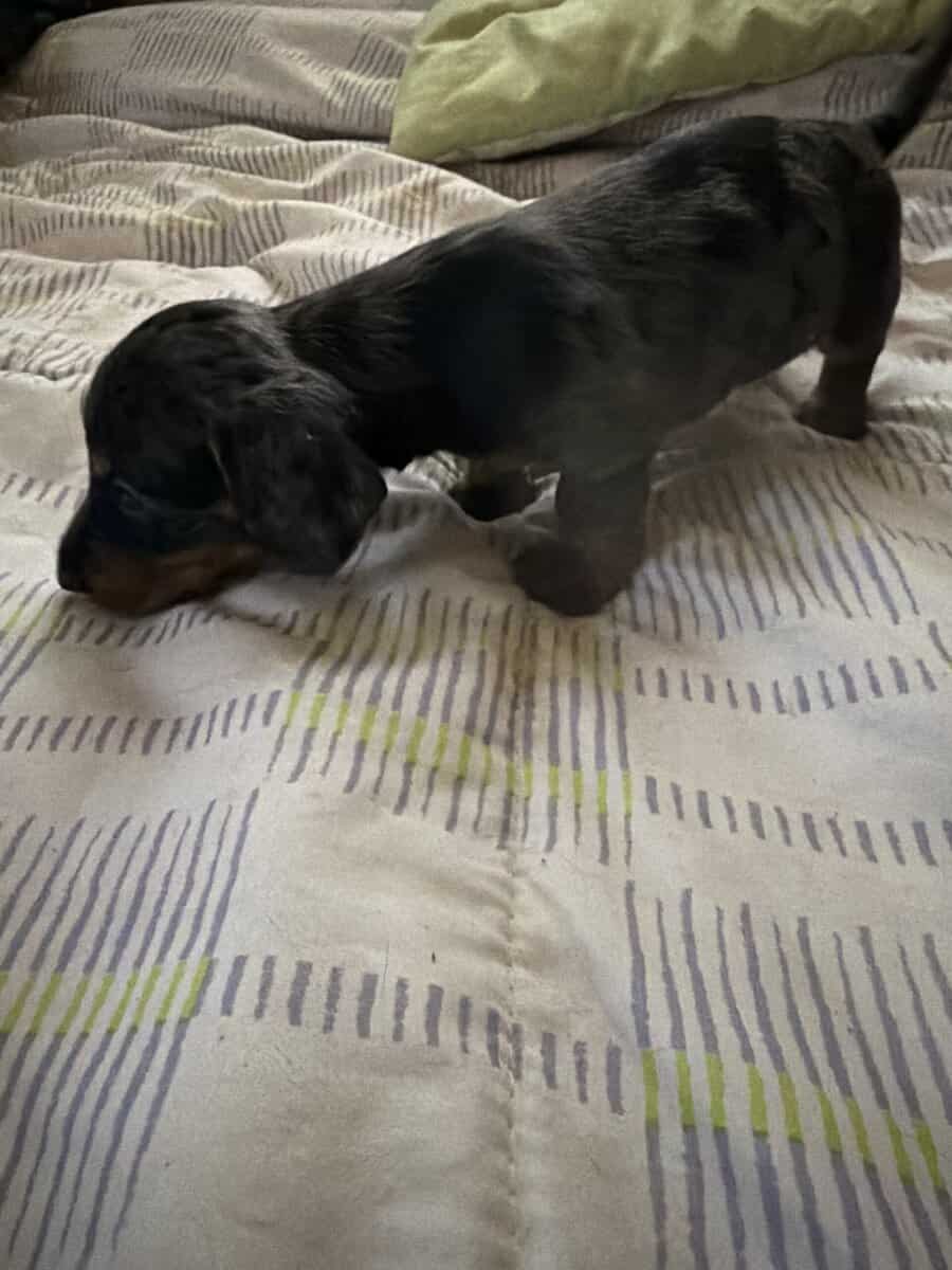 Daschund puppies image 3