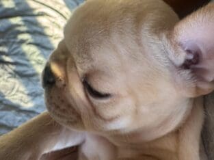 French Bulldog Puppies