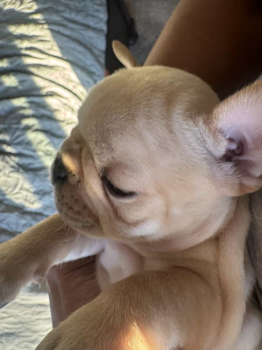 French Bulldog Puppies image 1