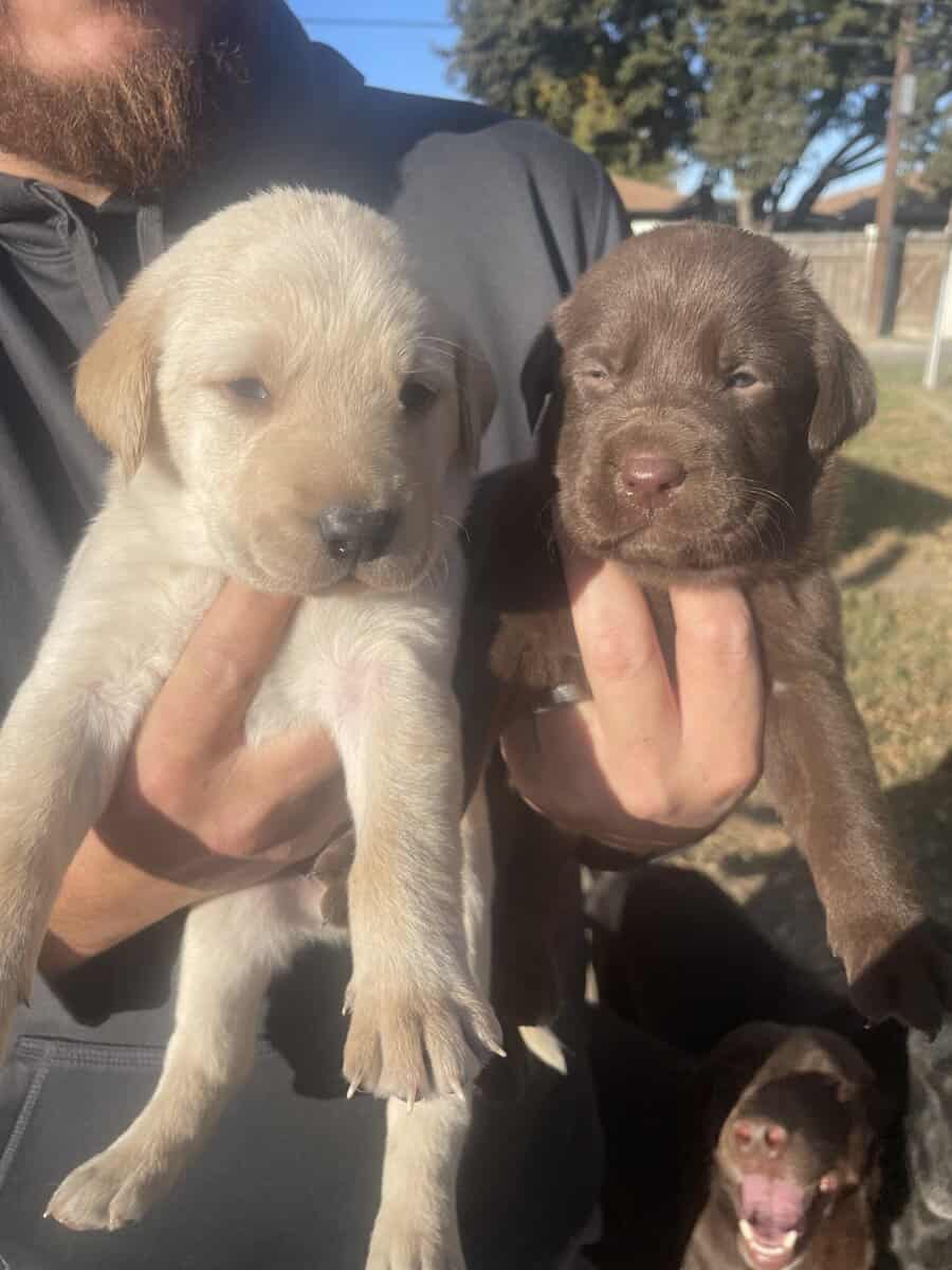 Labrador puppies image 2