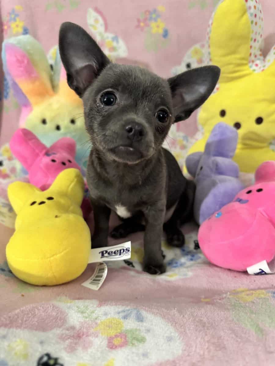 Applehead Chihuahuas purebred image 3