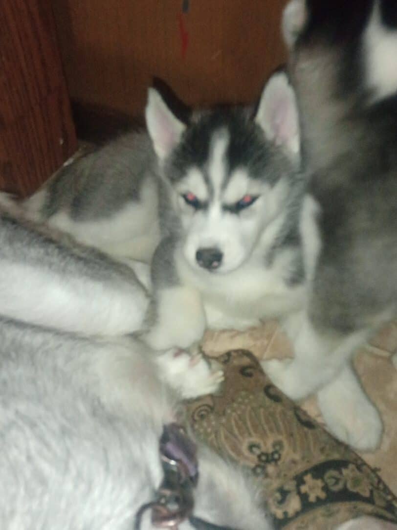 Siberian husky puppies image 6