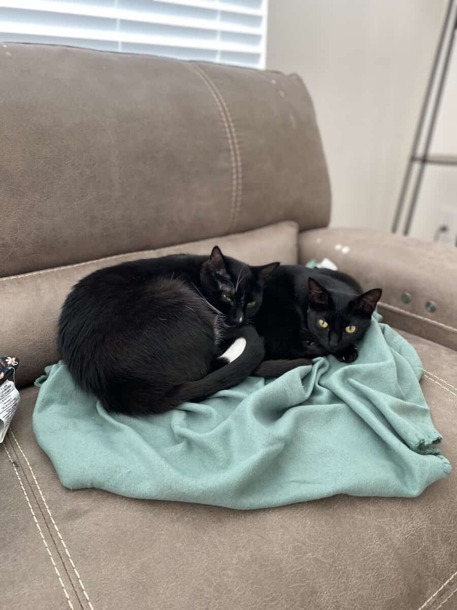 I have 3 cats that need a new home ASAP image 1