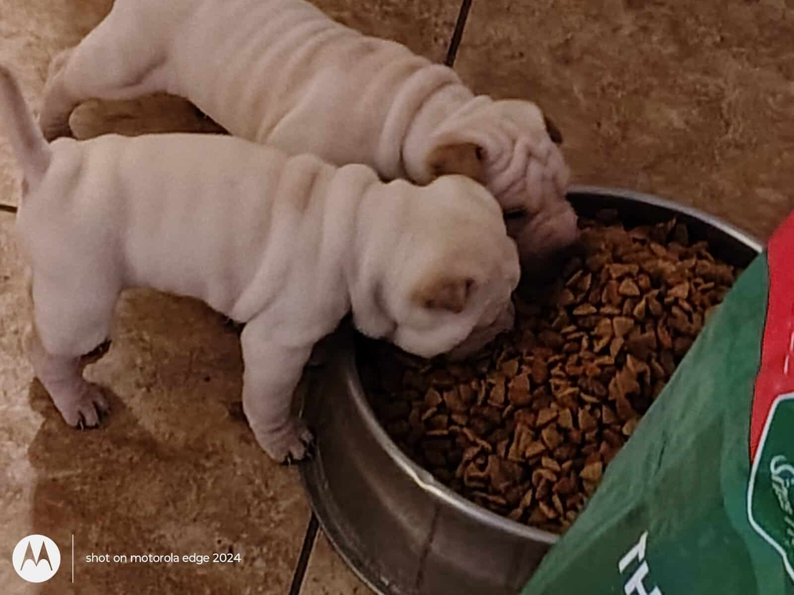 Shar pei puppies image 2