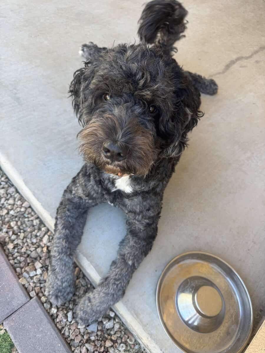 MEET BEAR 🐾 image 4