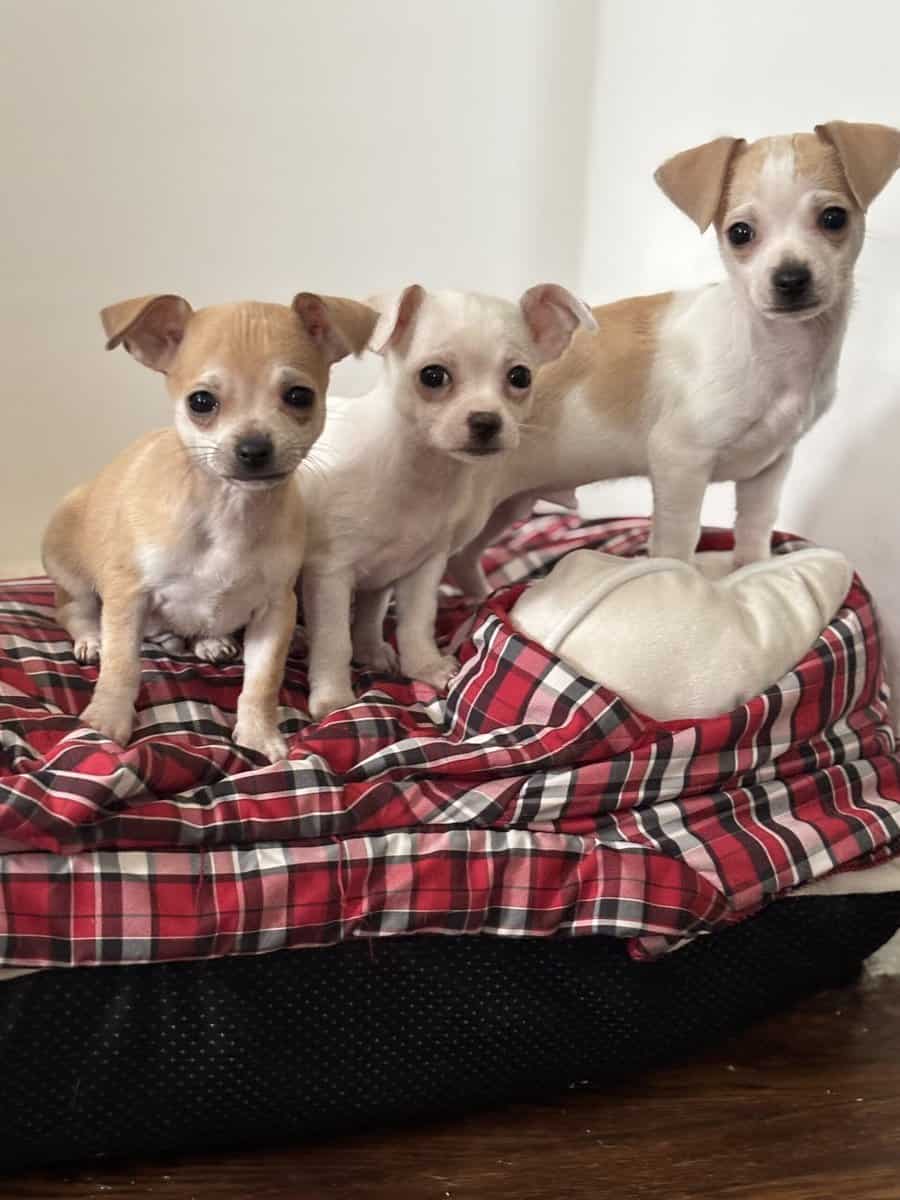Puppies for sale image 2