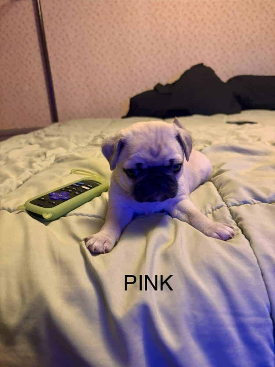 PUG PUPPIES!! image 15