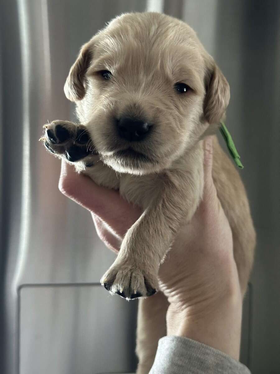 Purebred golden retrievers image 7