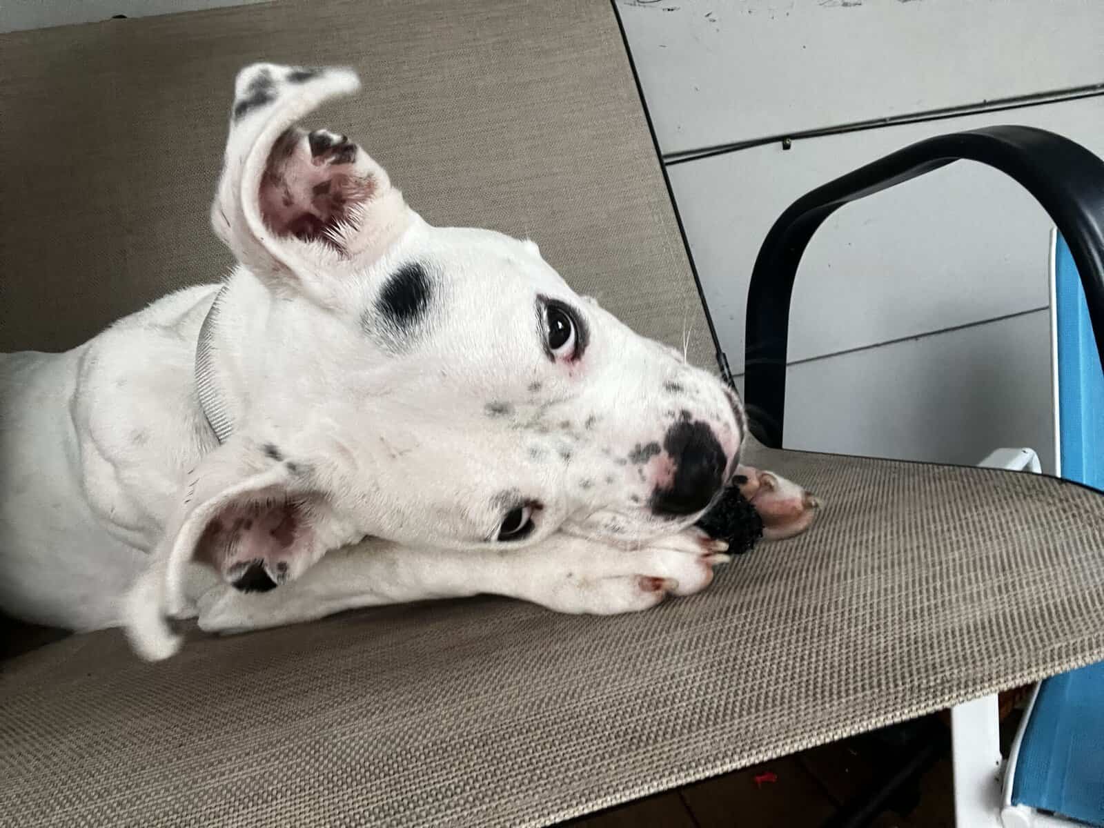1.7 year old pit bull terrier in need of good home image 1
