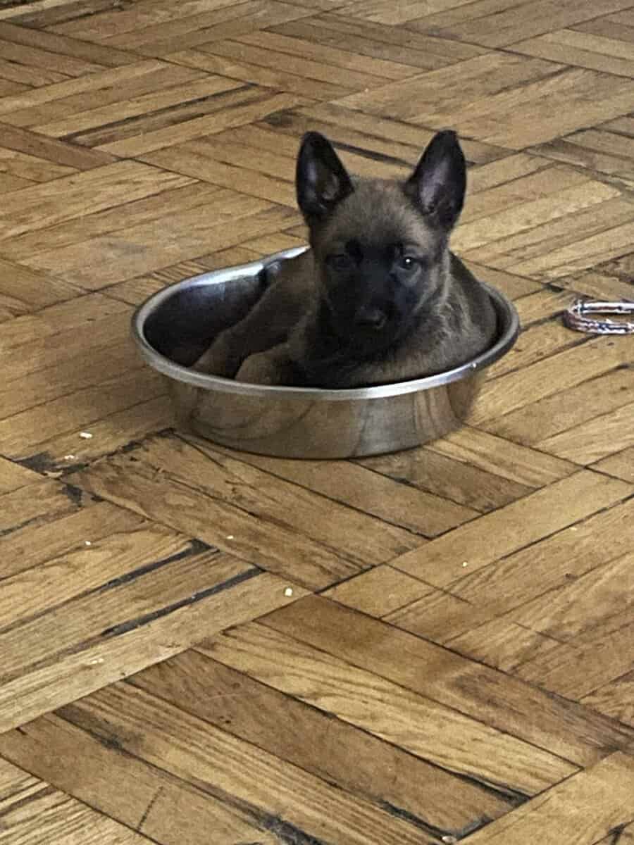 Free Belgian Malinois pups 2 females left 10 weeks image 1