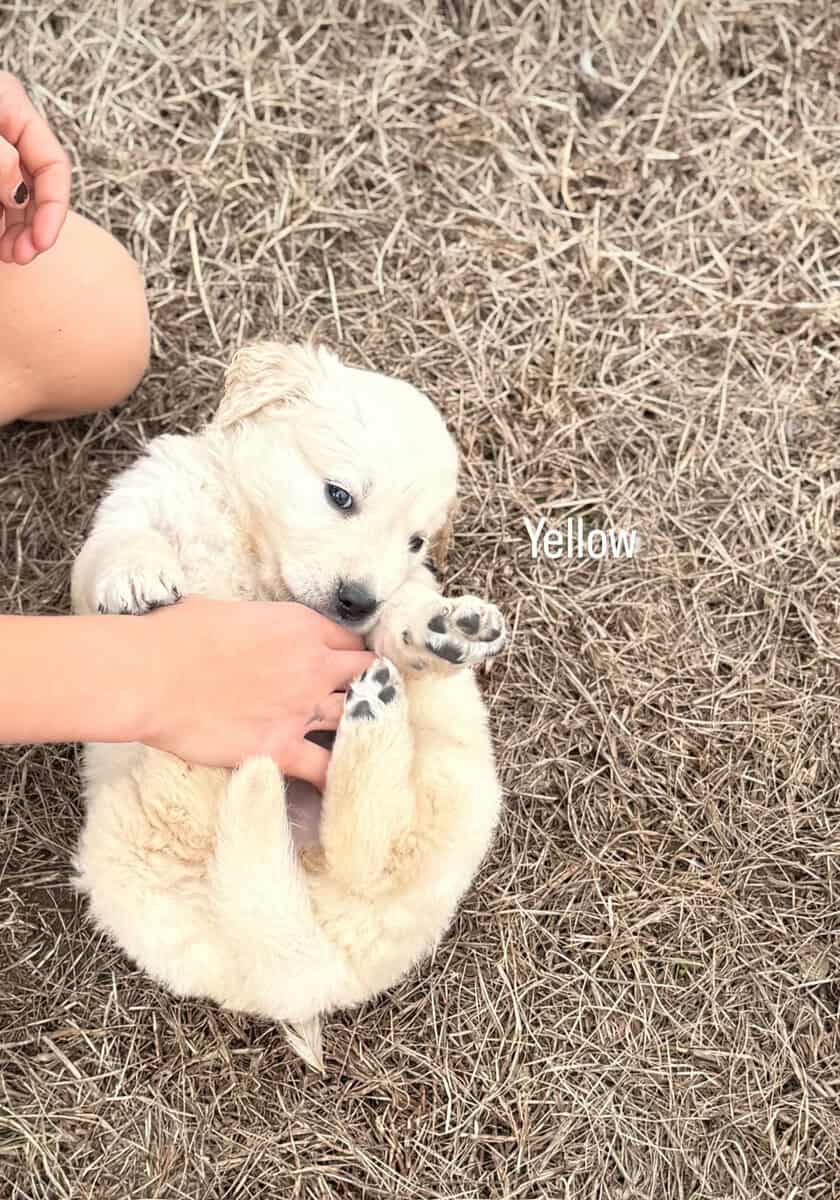 Golden retriever puppies image 5