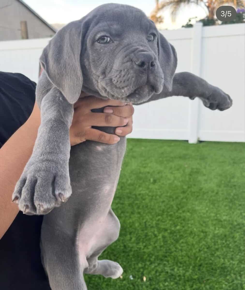 Akira’s Litter of Straw Carrier Corso’s 🍓🧬 image 10