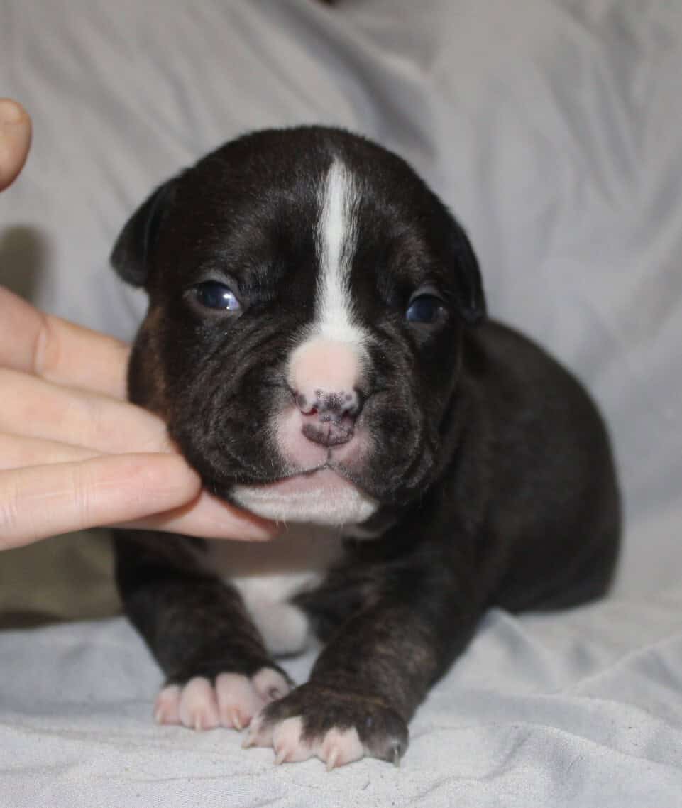 Abkc American Bully Puppies image 4
