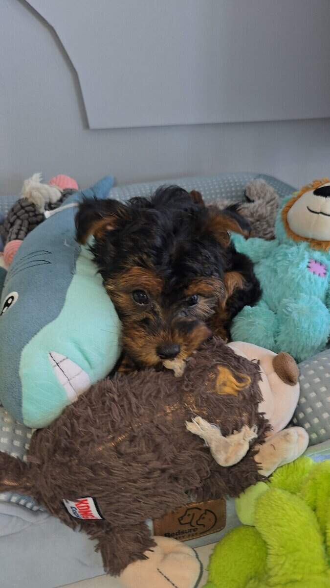 Beautiful 6 month old Yorkipoo image 5