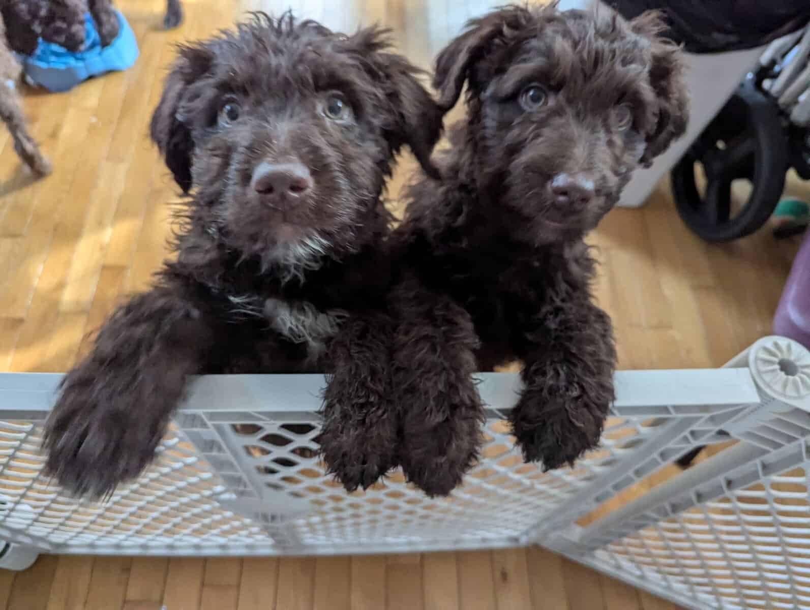 Aussie Doodle Pups - Ready for Home! image 2