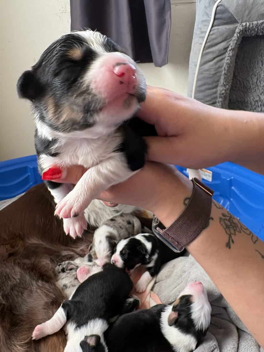 Australian Shepherd Puppies image 9