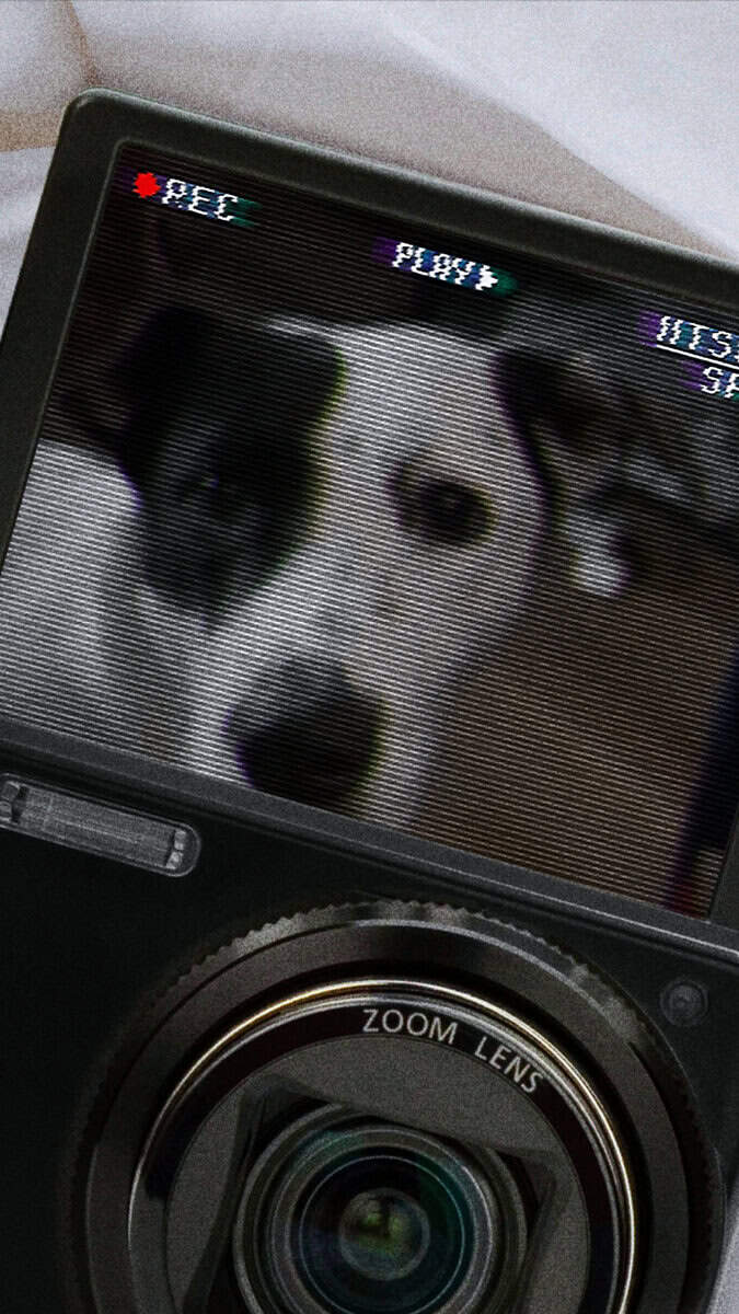 Needing to rehome a sweet loving dog image 2