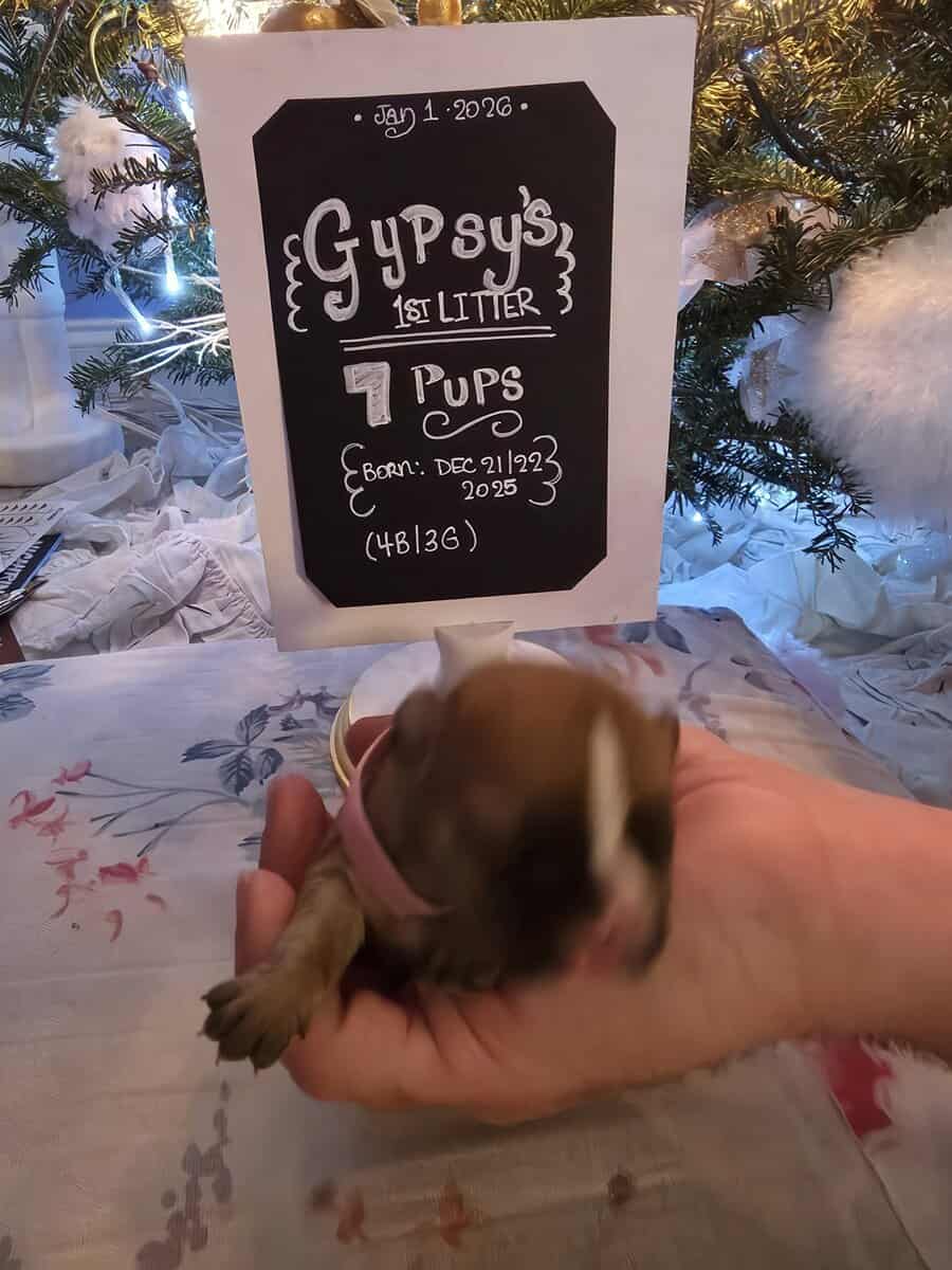 Gypsy's Frenchie puppies image 2