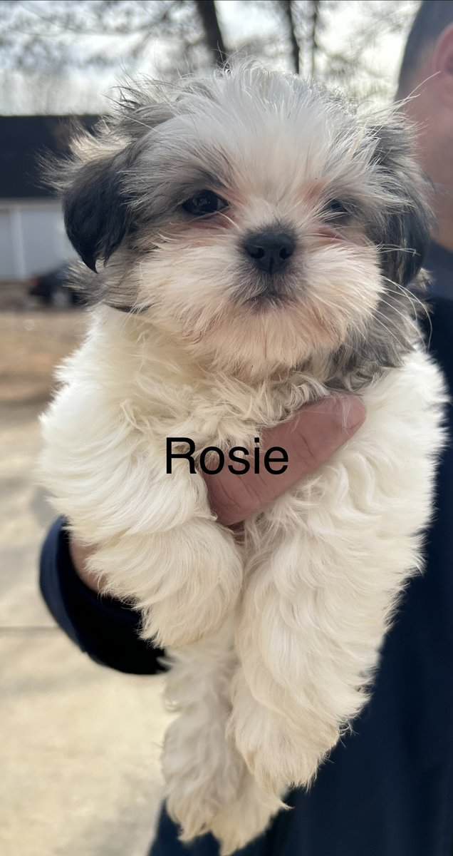 Shih Tzu Puppies ready for adoption! image 10