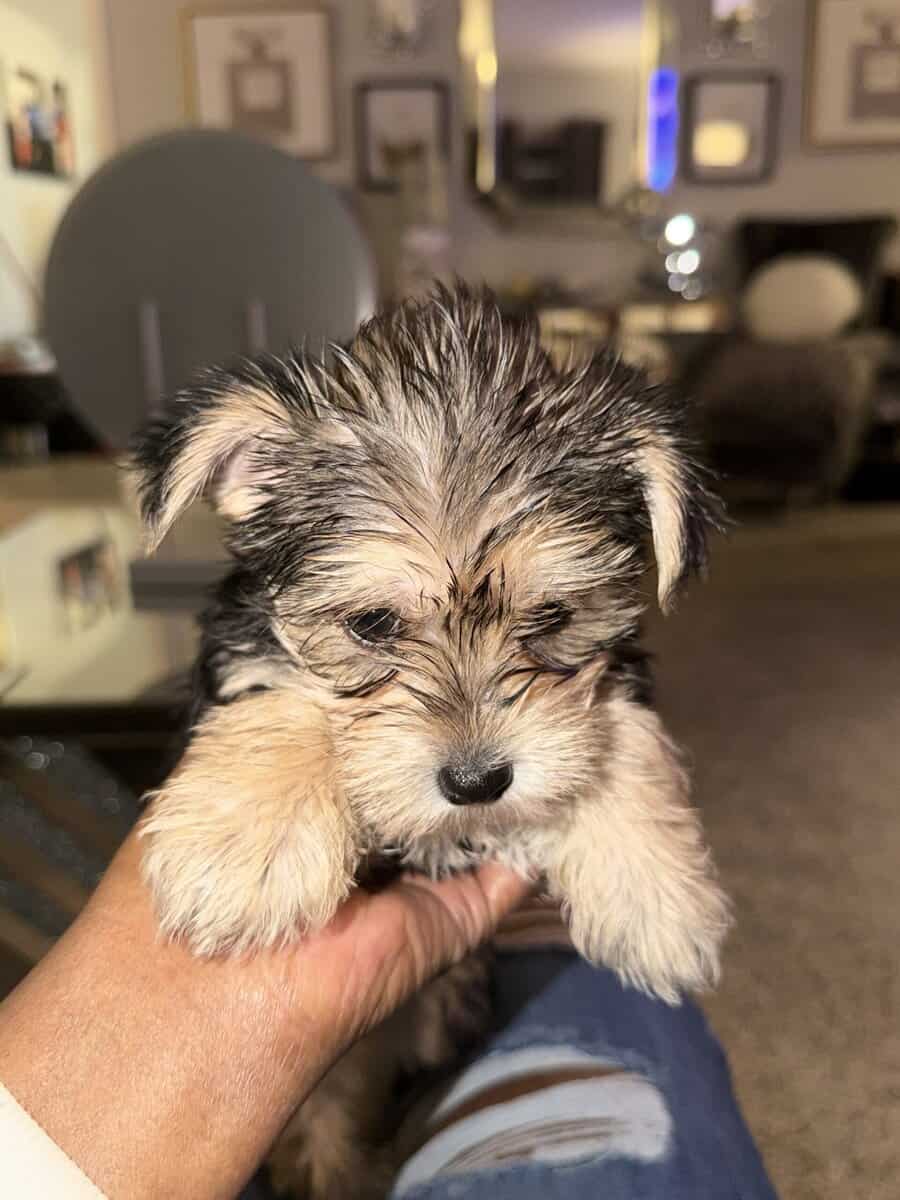 Playful Morkie Babies (Puppies) image 8