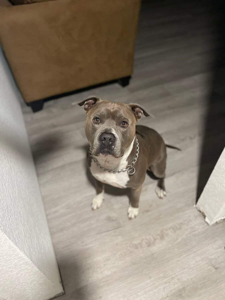 Doggie image 1