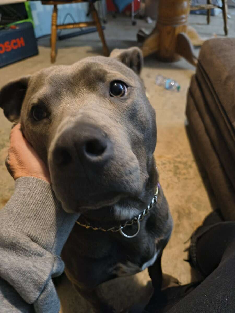 Meet Buddy! He has so many qualities! image 4