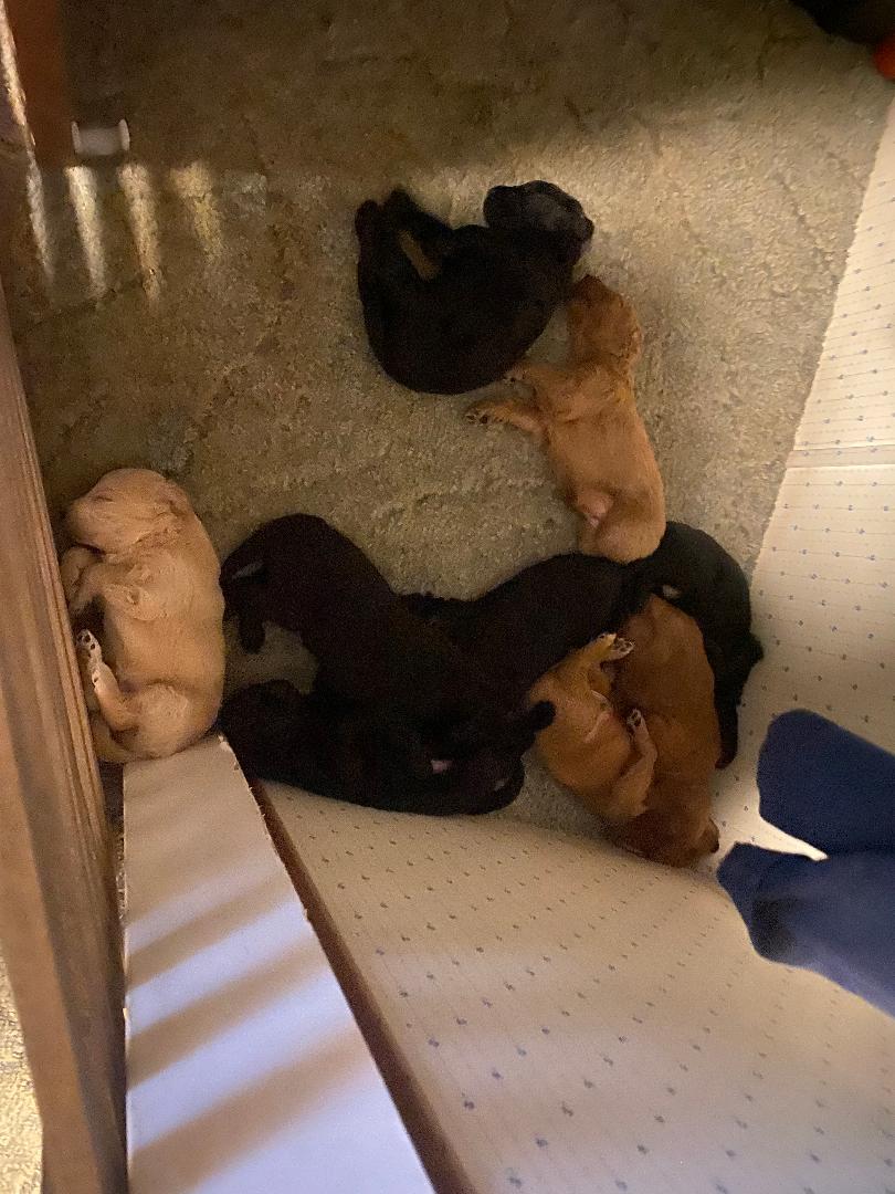 Goldendoodle Puppies image 1
