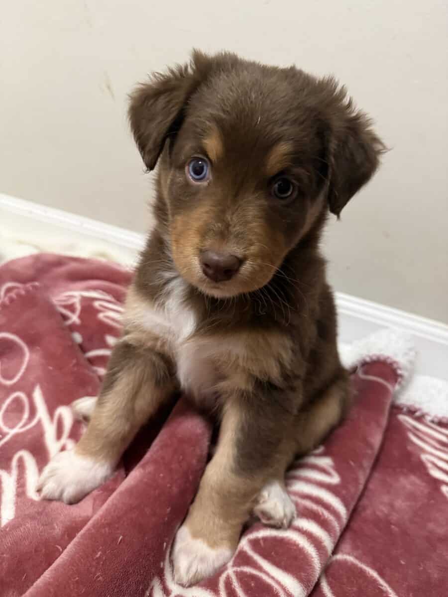 Australian Shepherd Red Tri Female Puppy image 2