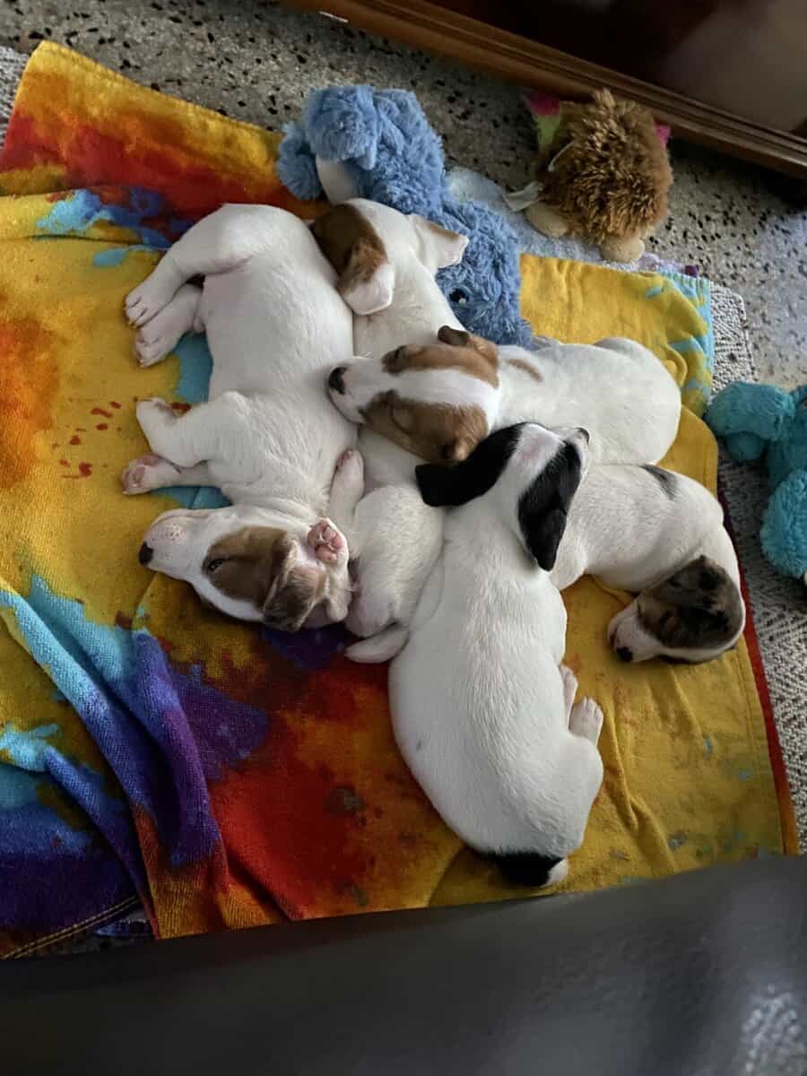 7 week Jack Russel shorty puppies image 1