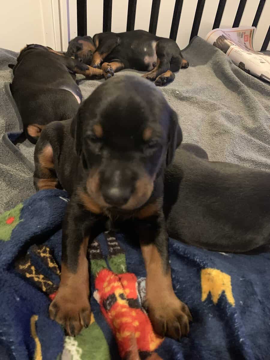 European Doberman Pinscher Puppies image 1