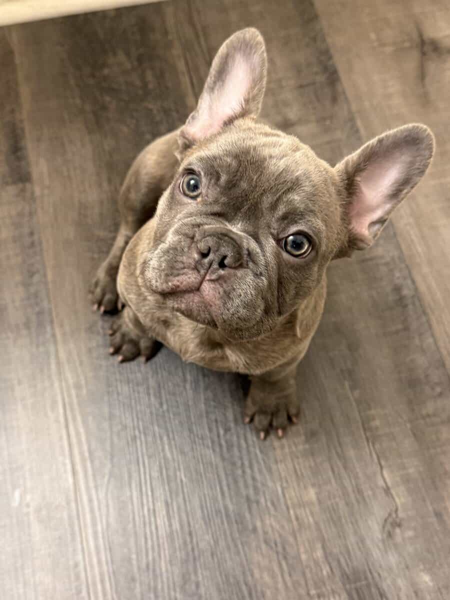 French bull dog puppy image 1