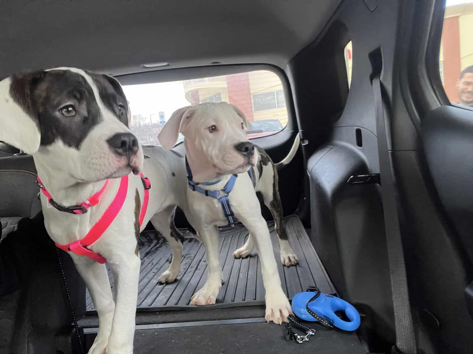 Puppy-4 month old pit/mastiff image 3