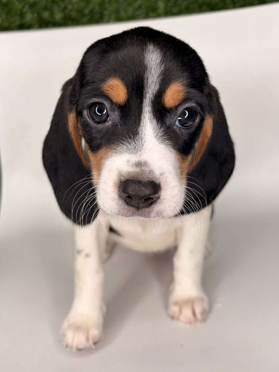 Beagle image 2