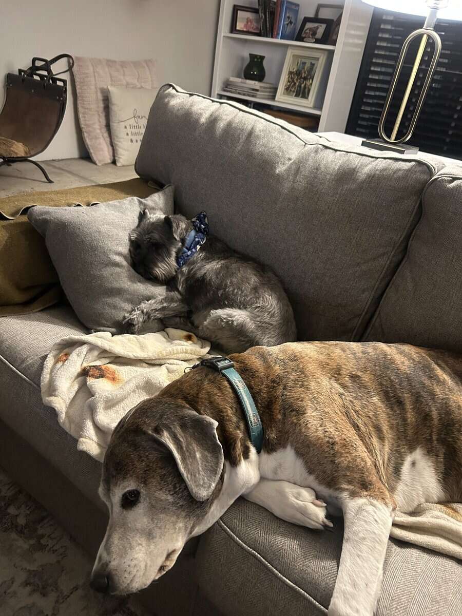 2 Small Lap Dogs image 5