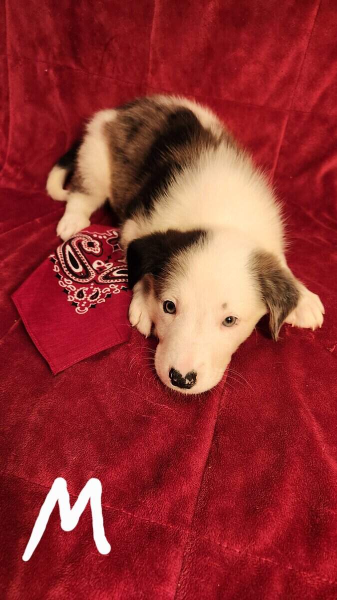 Aussie/ Collie image 9