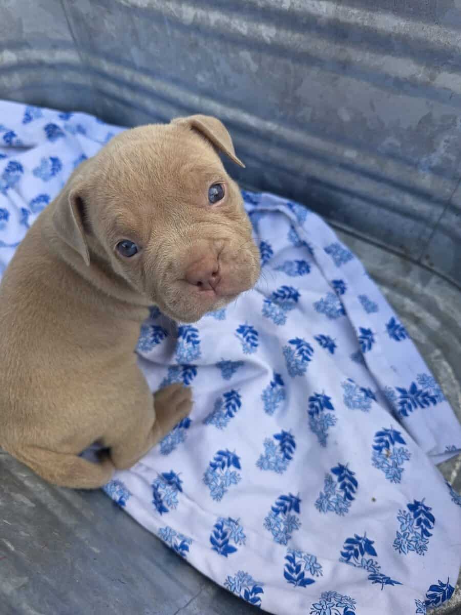 Bully puppies image 5