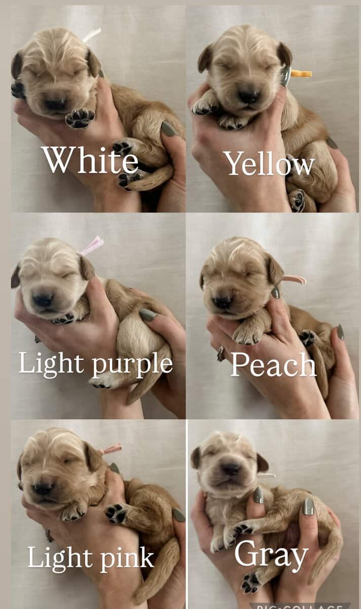 Purebred golden retrievers image 4