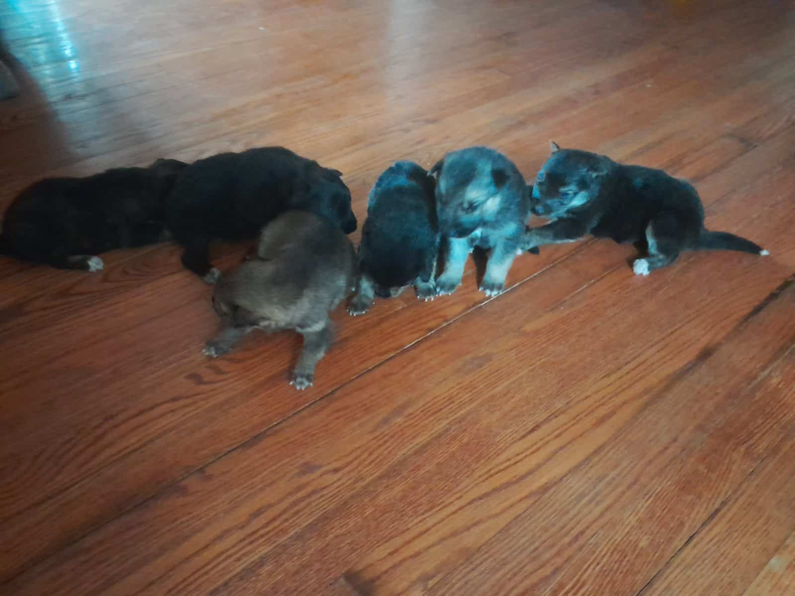 German sheperd/husky mix puppies ready to be rehom image 3