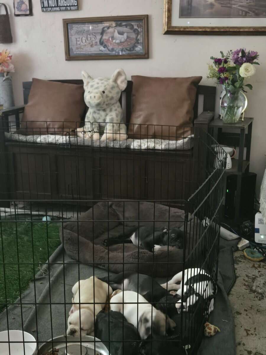 French Bulldog Puppies image 11