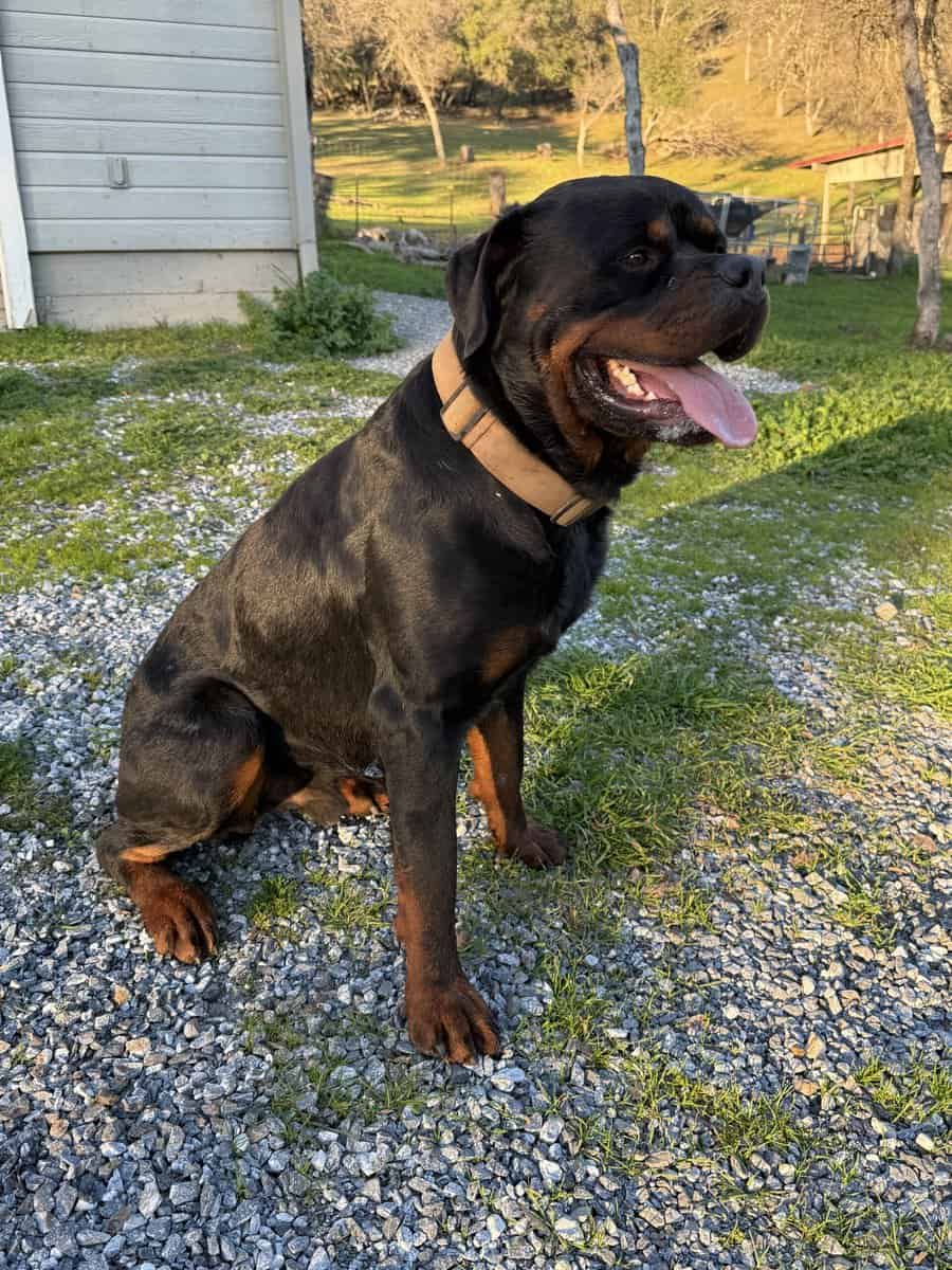 German Rottweiler Puppies image 3