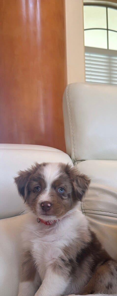 AUSTRALIAN SHEPHERD 7 WKS OLD MALE image 2