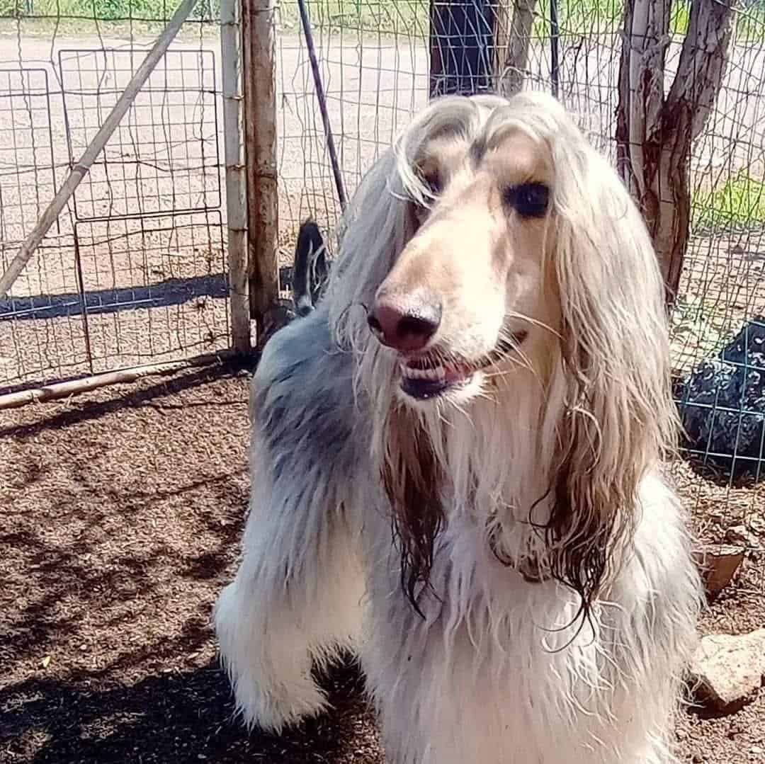 Afghan hound image 3