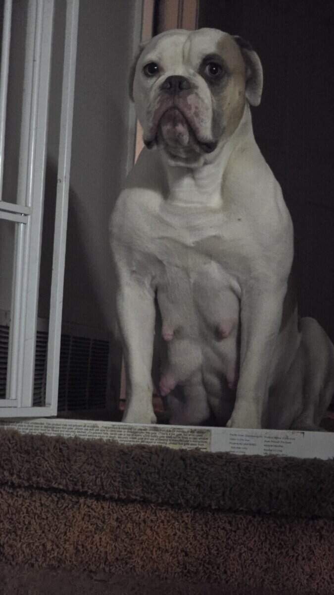 American Bulldogs image 5