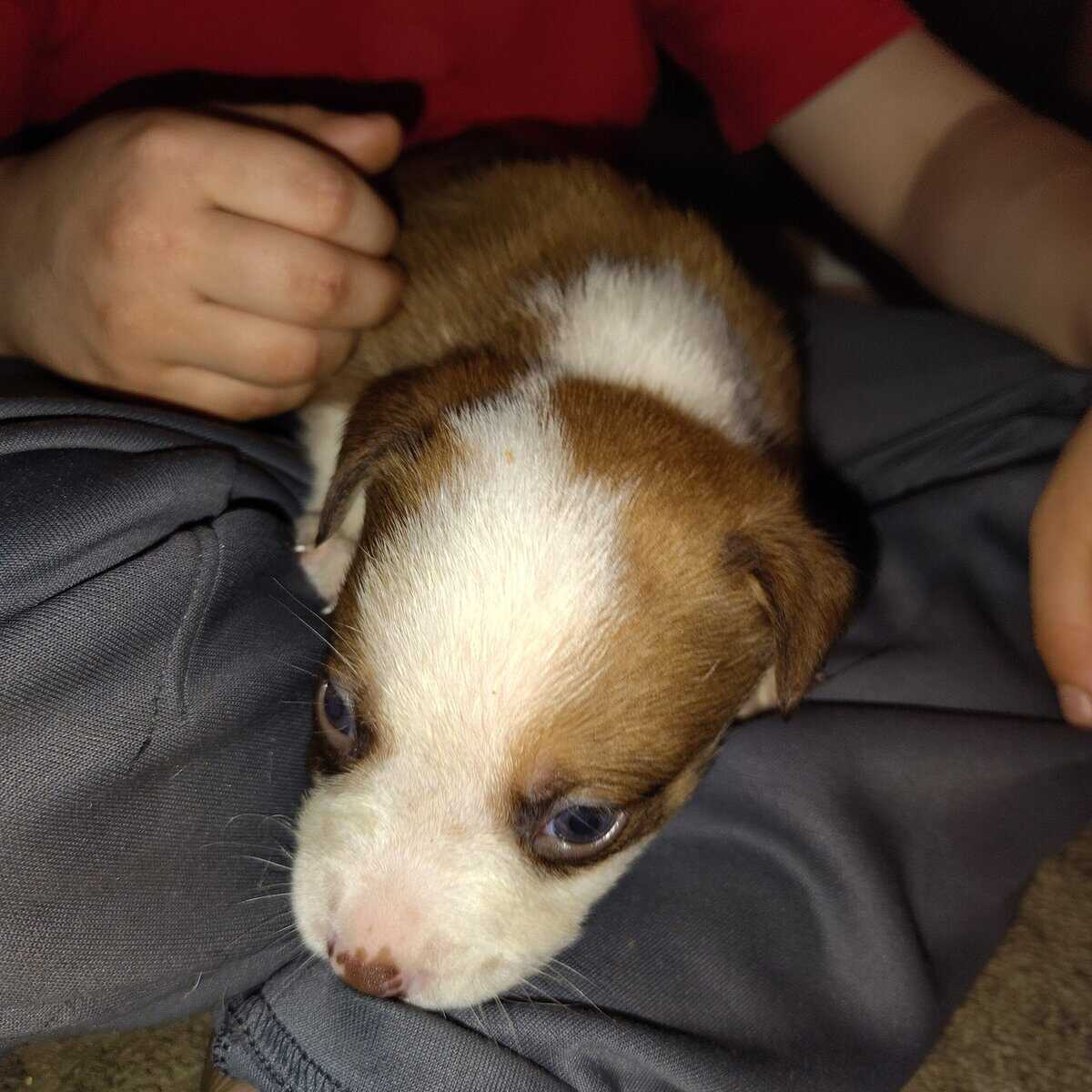 Rehoming puppies image 4