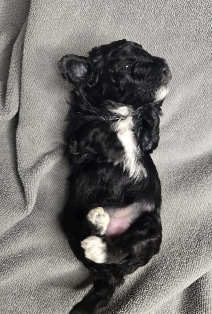 Adorable puppies looking for there forever home image 5