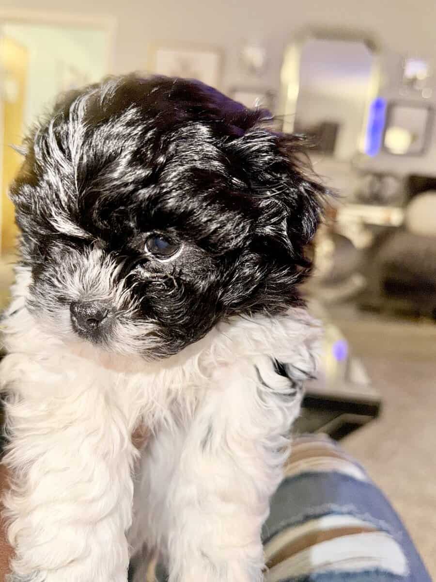 Adorable Teddy Bear Puppies image 5