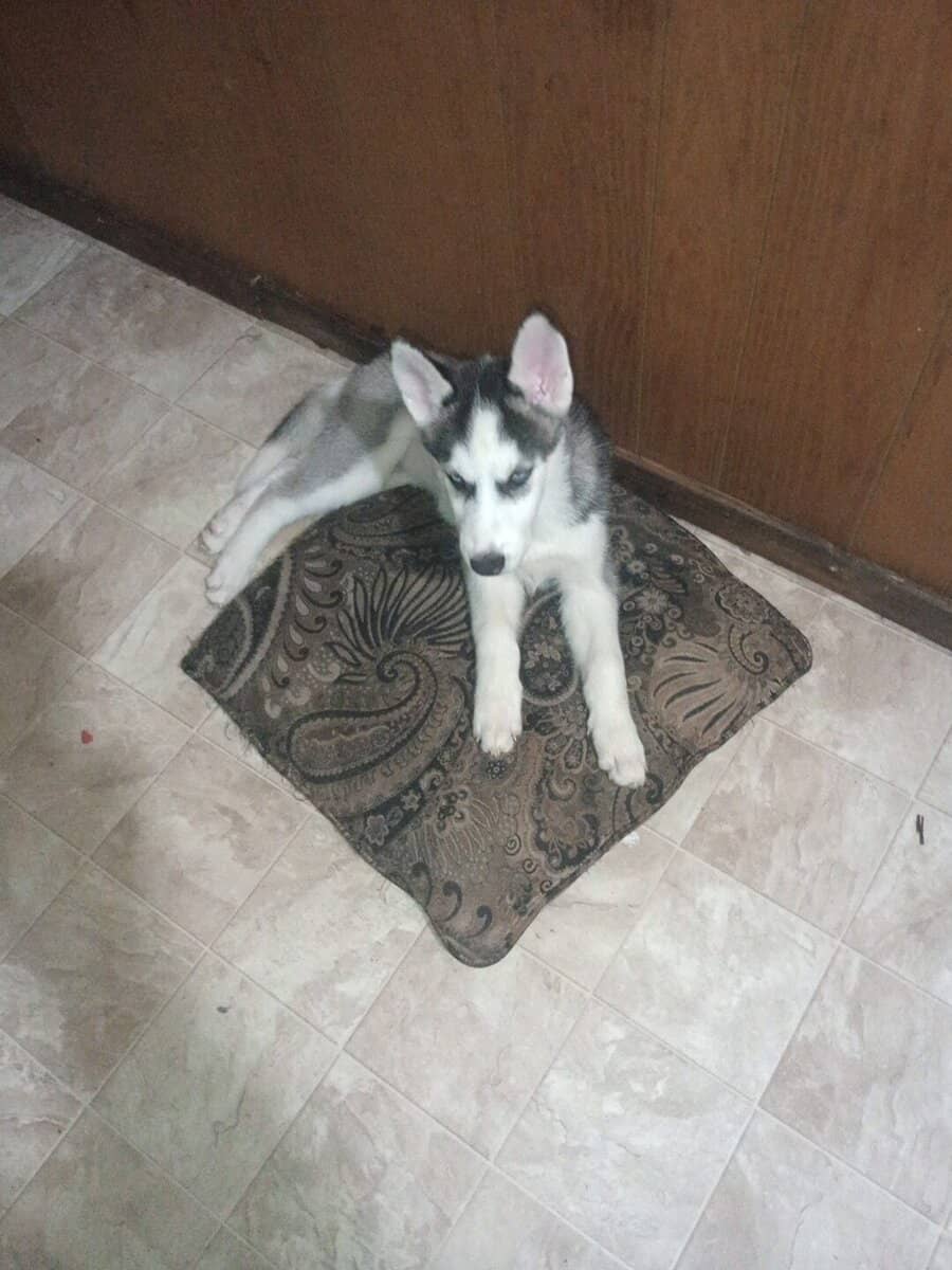 Siberian husky puppies image 7